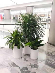 宁波江北植物出租价格，你知道多少？><div class=